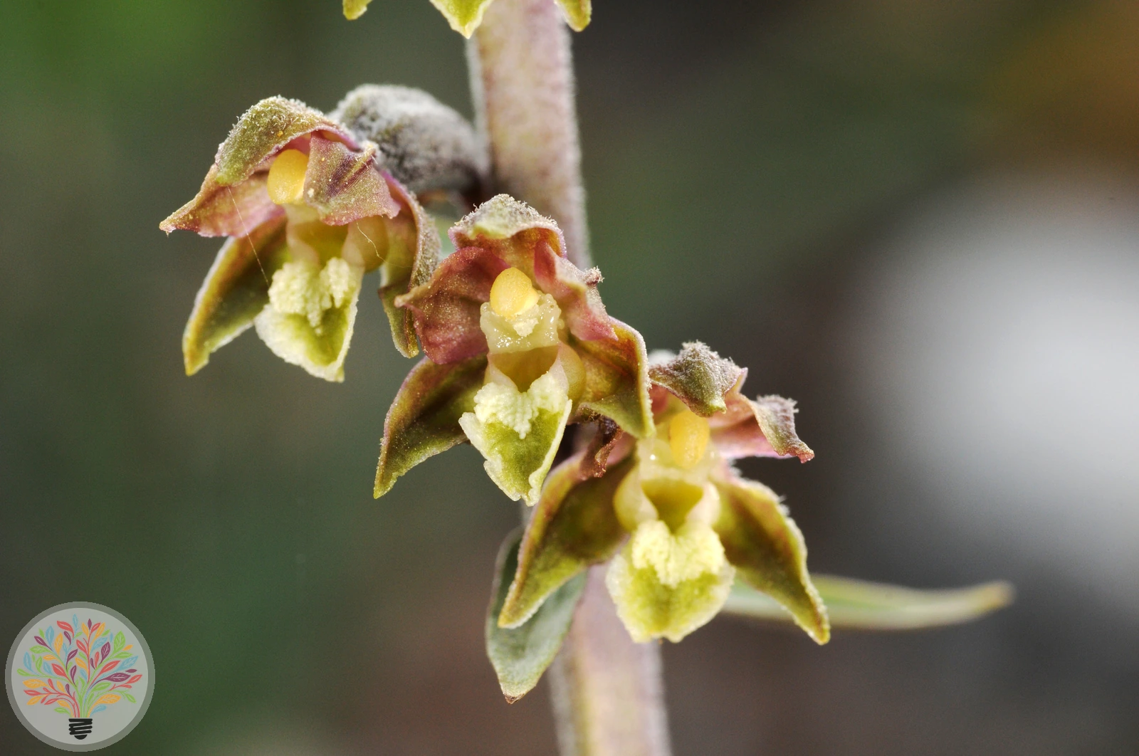 Epipactis microphylla – Afbeelding 3 van 4