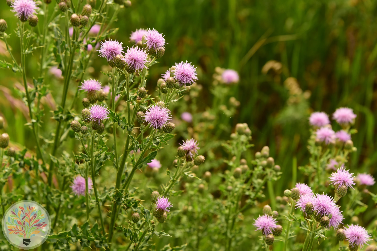 Acker-Kratzdistel – Bild