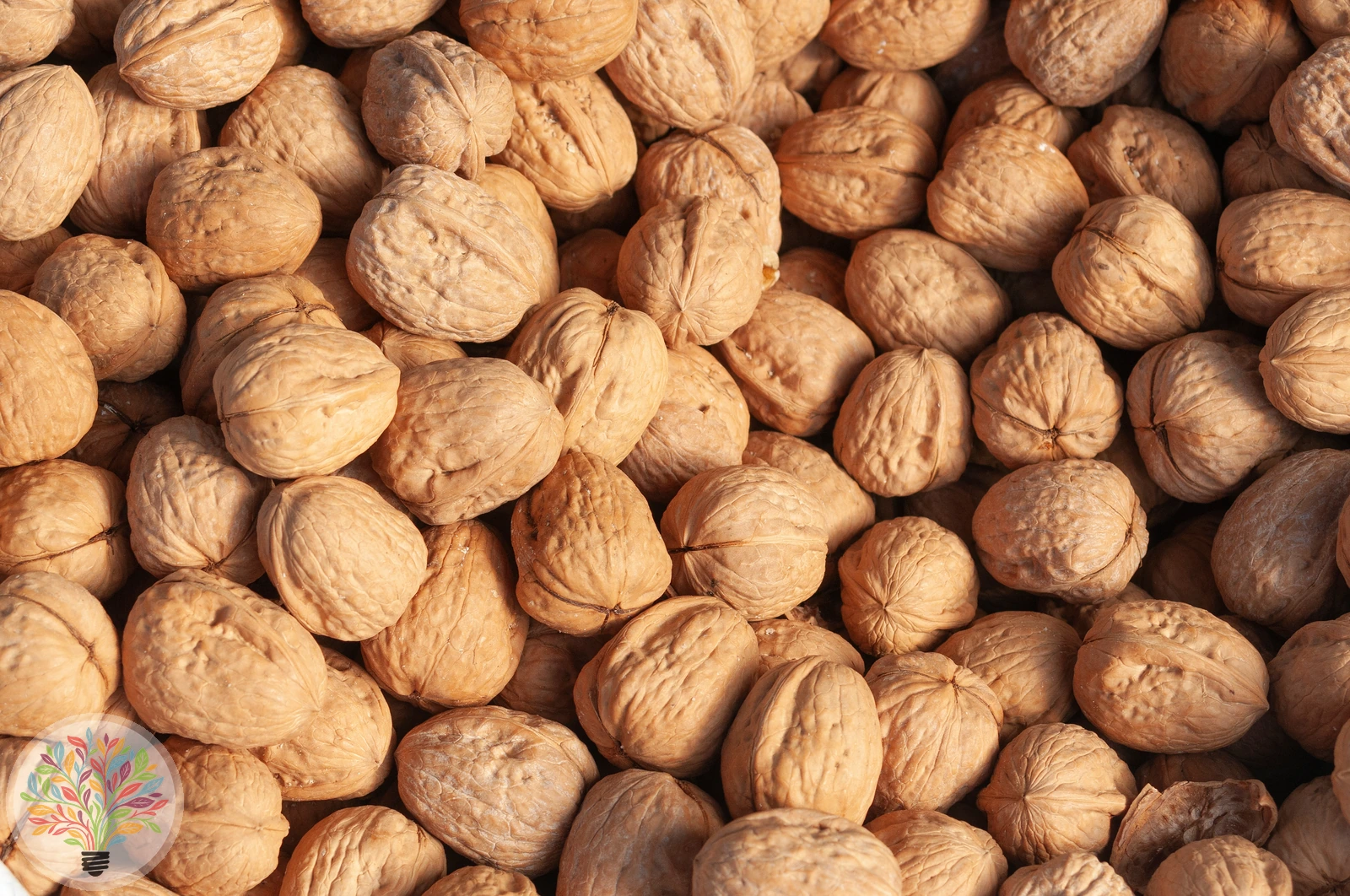 Juglans regia – Afbeelding 4 van 8
