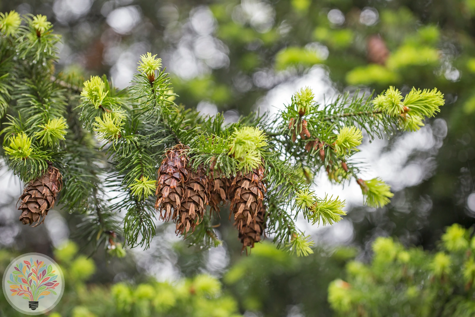 Pseudotsuga menziesii – Afbeelding 2 van 7