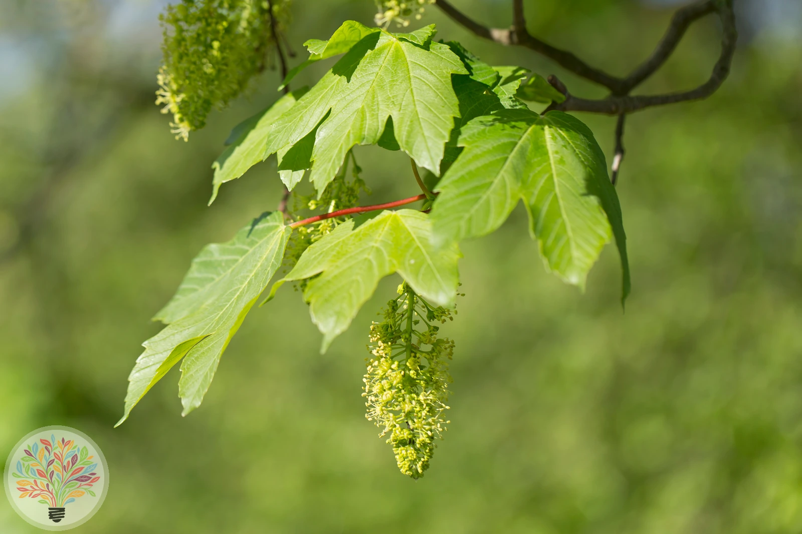 Acer pseudoplatanus – Afbeelding 2 van 6