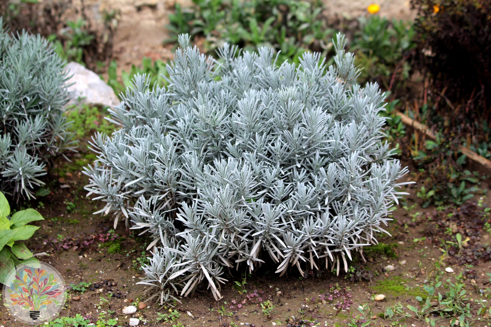 Lavandula latifolia – Bild 3 von 3