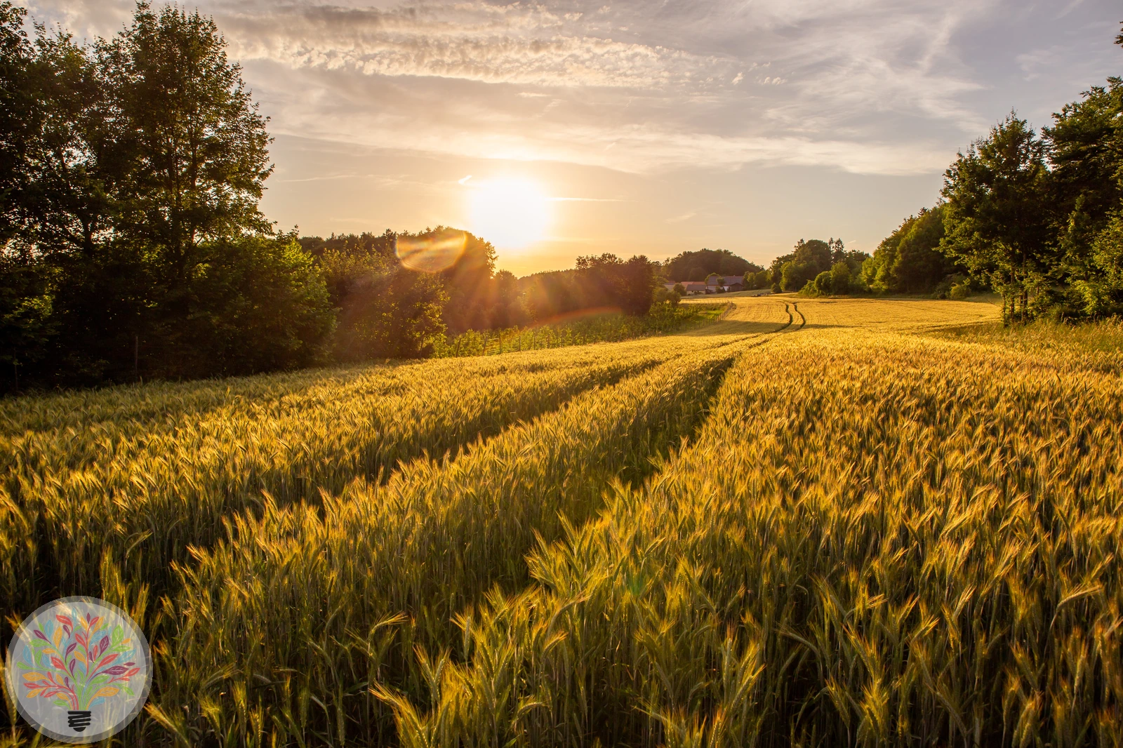 Hordeum vulgare – Afbeelding 4 van 5