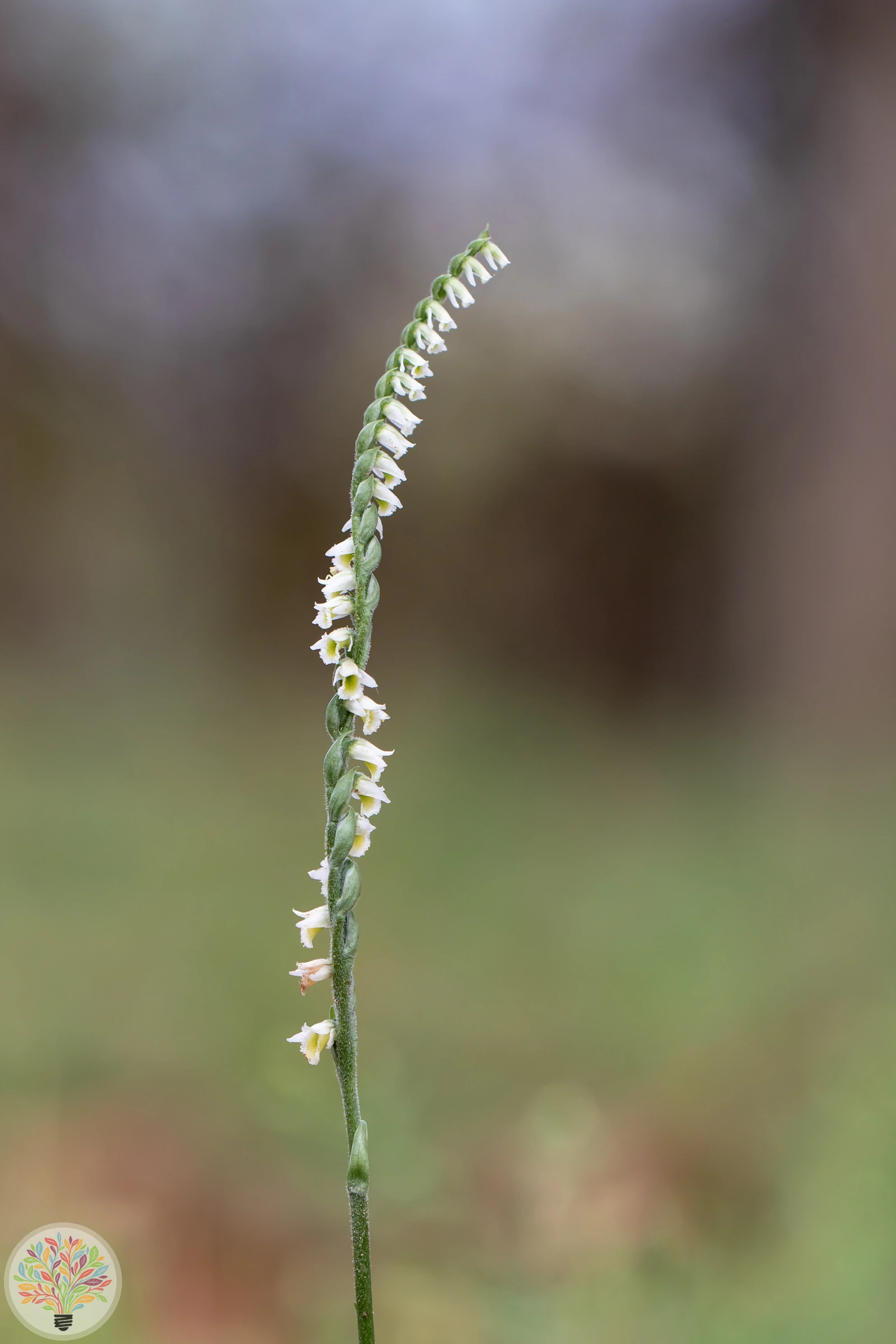 Herbst-Wendelorchis – Bild 2 von 2