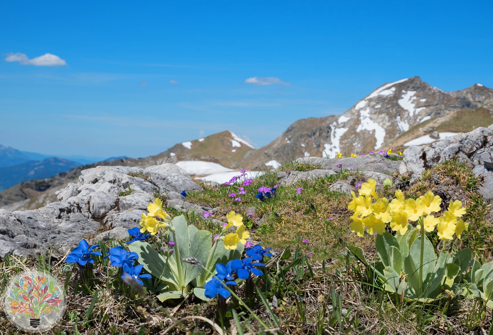 Alpen-Aurikel – Bild 2 von 2