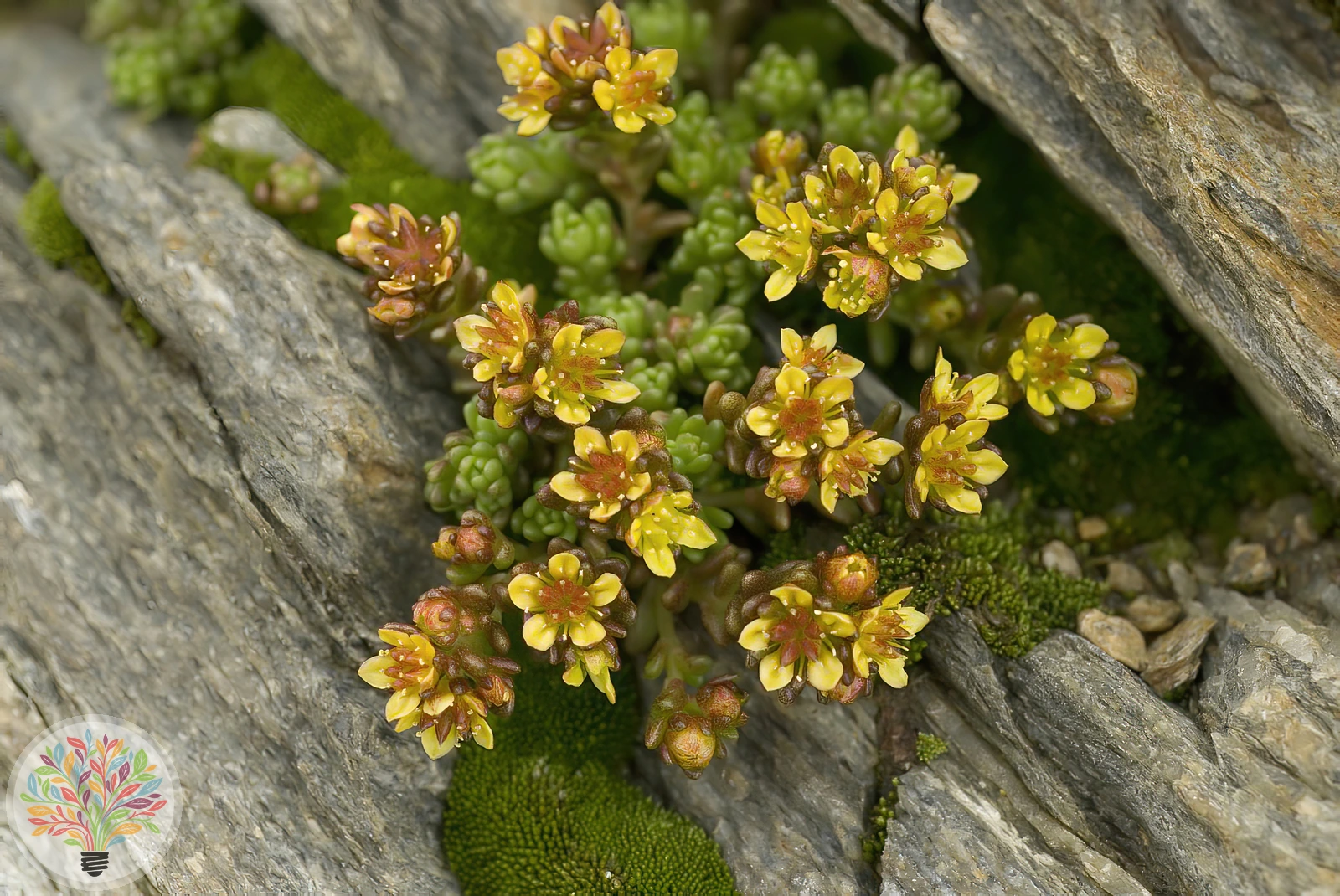 Sedum alpestre – Image 2 sur 3