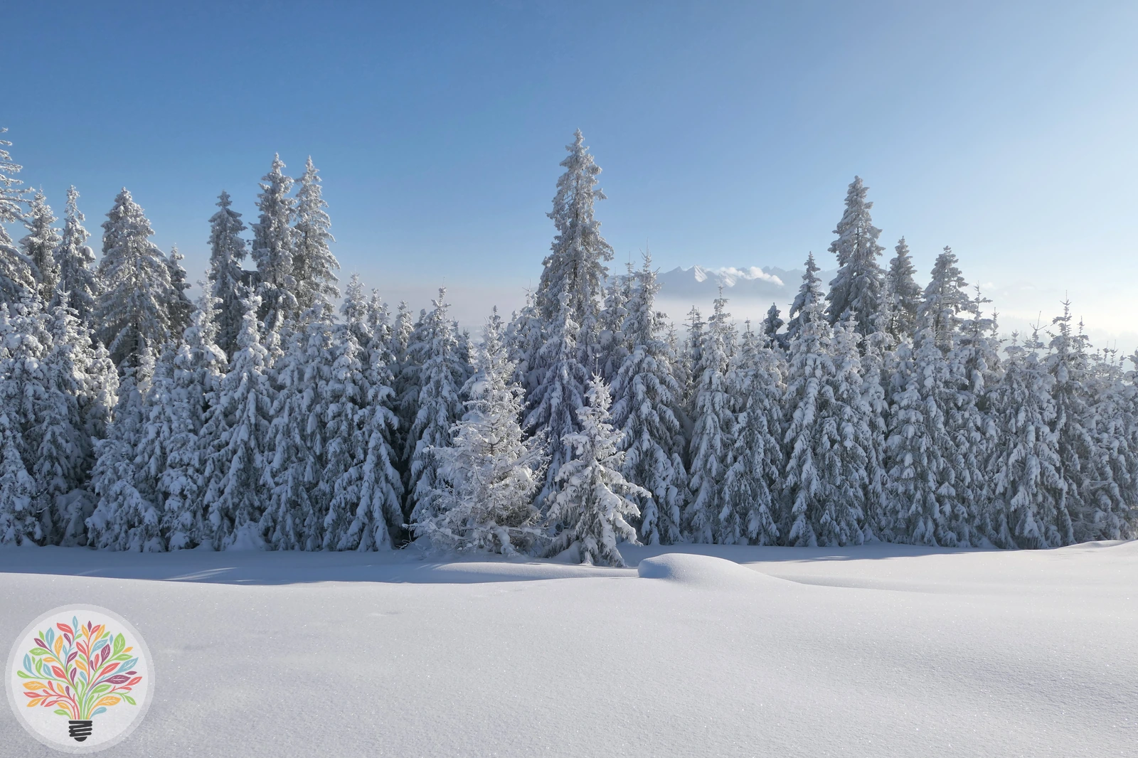 Abies alba – Afbeelding 3 van 4