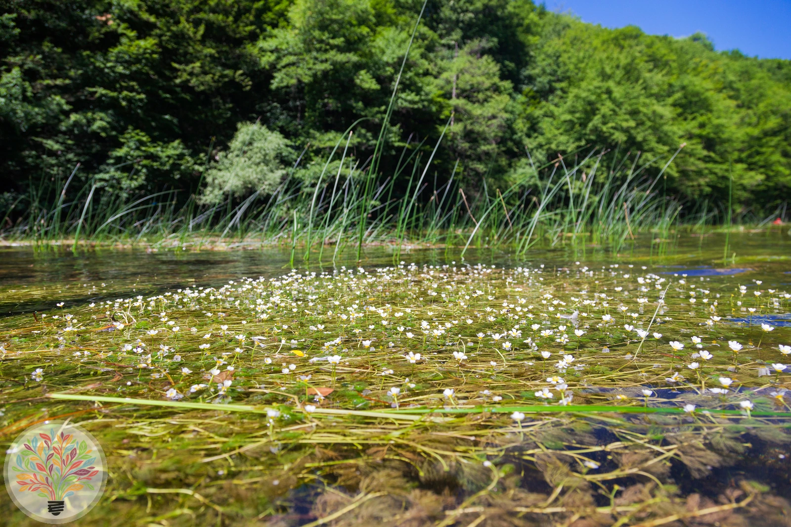 Gewöhnlicher Wasser-Hahnenfuß – Bild 5 von 5