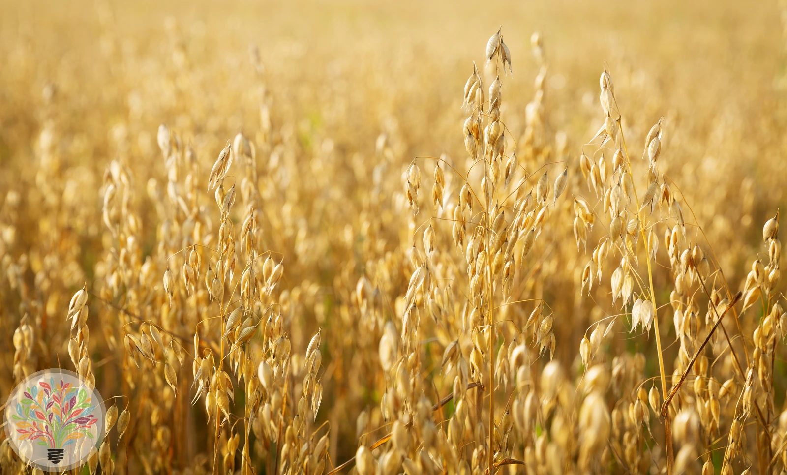 Avena sativa – Bild 1