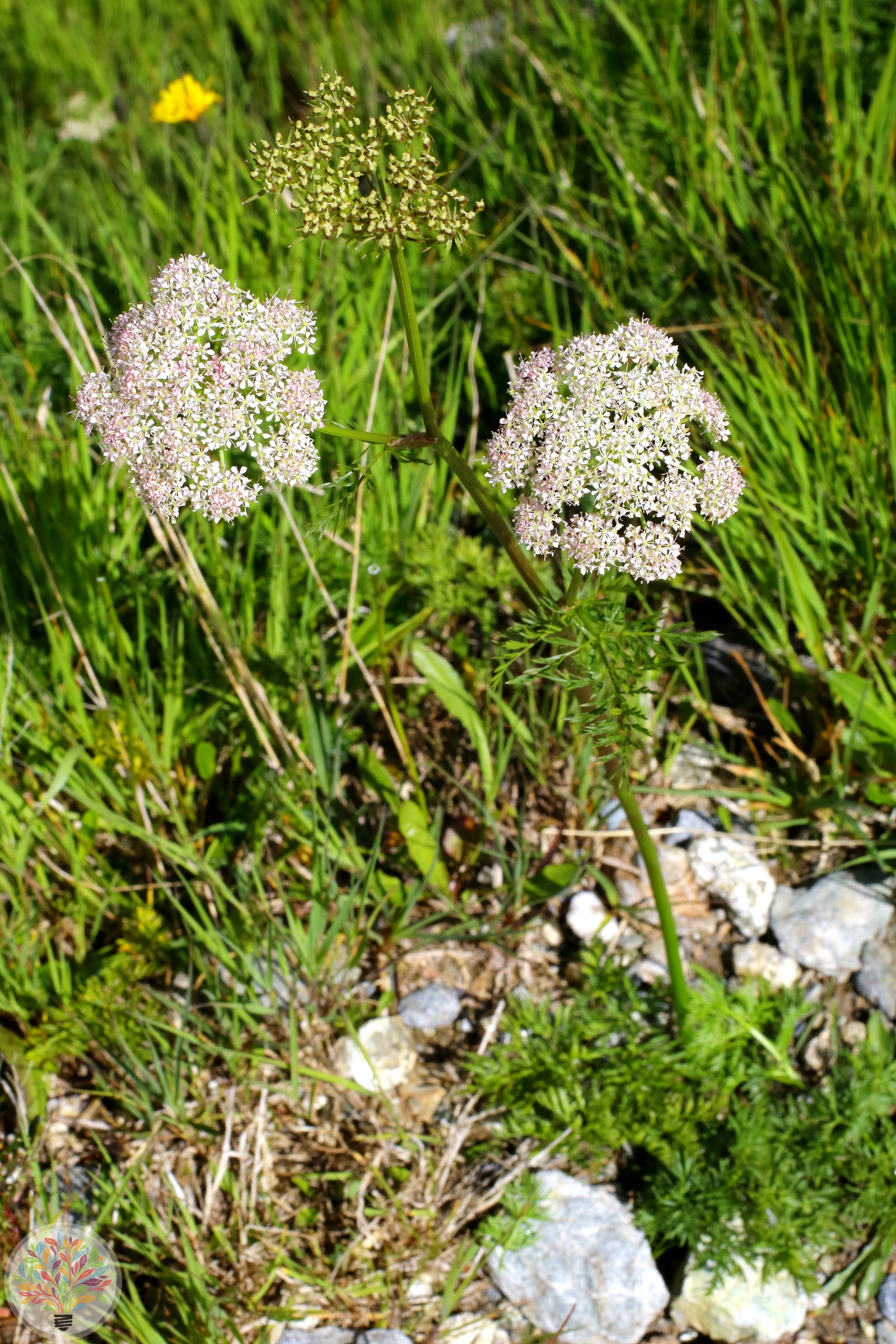 Adonisblättrige Mutterwurz – Bild 2 von 2