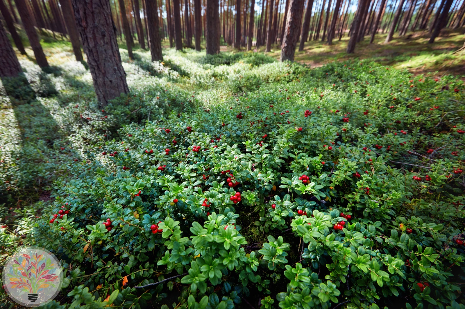 Vaccinium vitis-idaea – Afbeelding 5 van 6