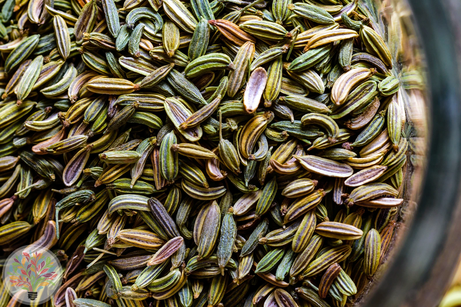 Echter Fenchel – Bild 4 von 4
