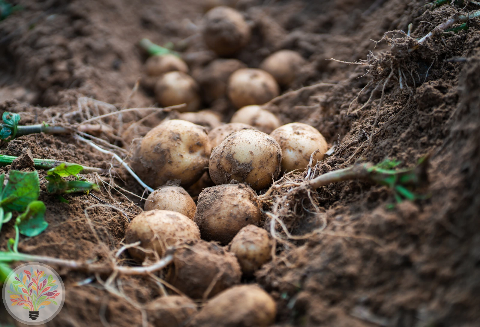 Solanum tuberosum – Afbeelding 4 van 10
