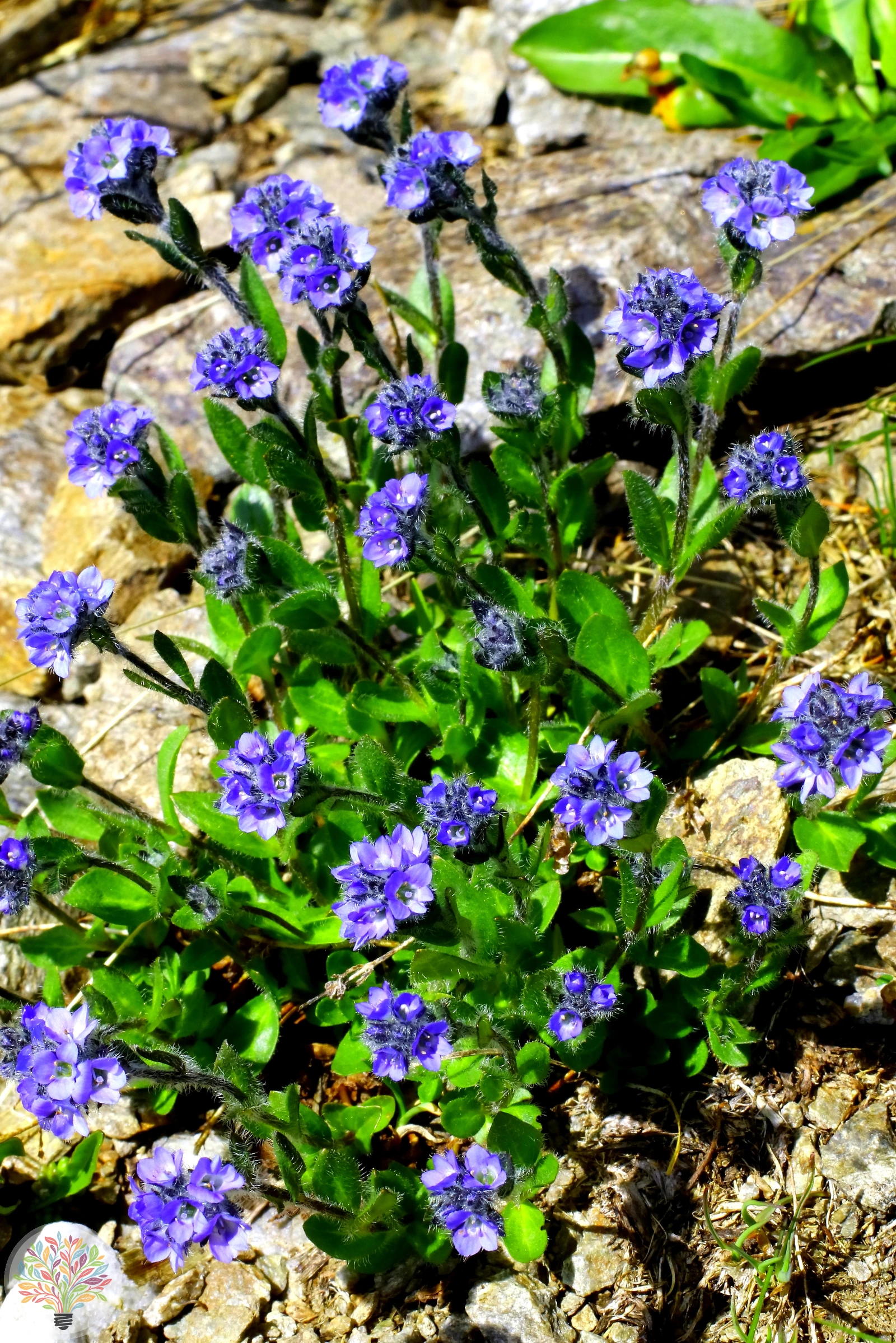 Alpen-Ehrenpreis – Bild 1