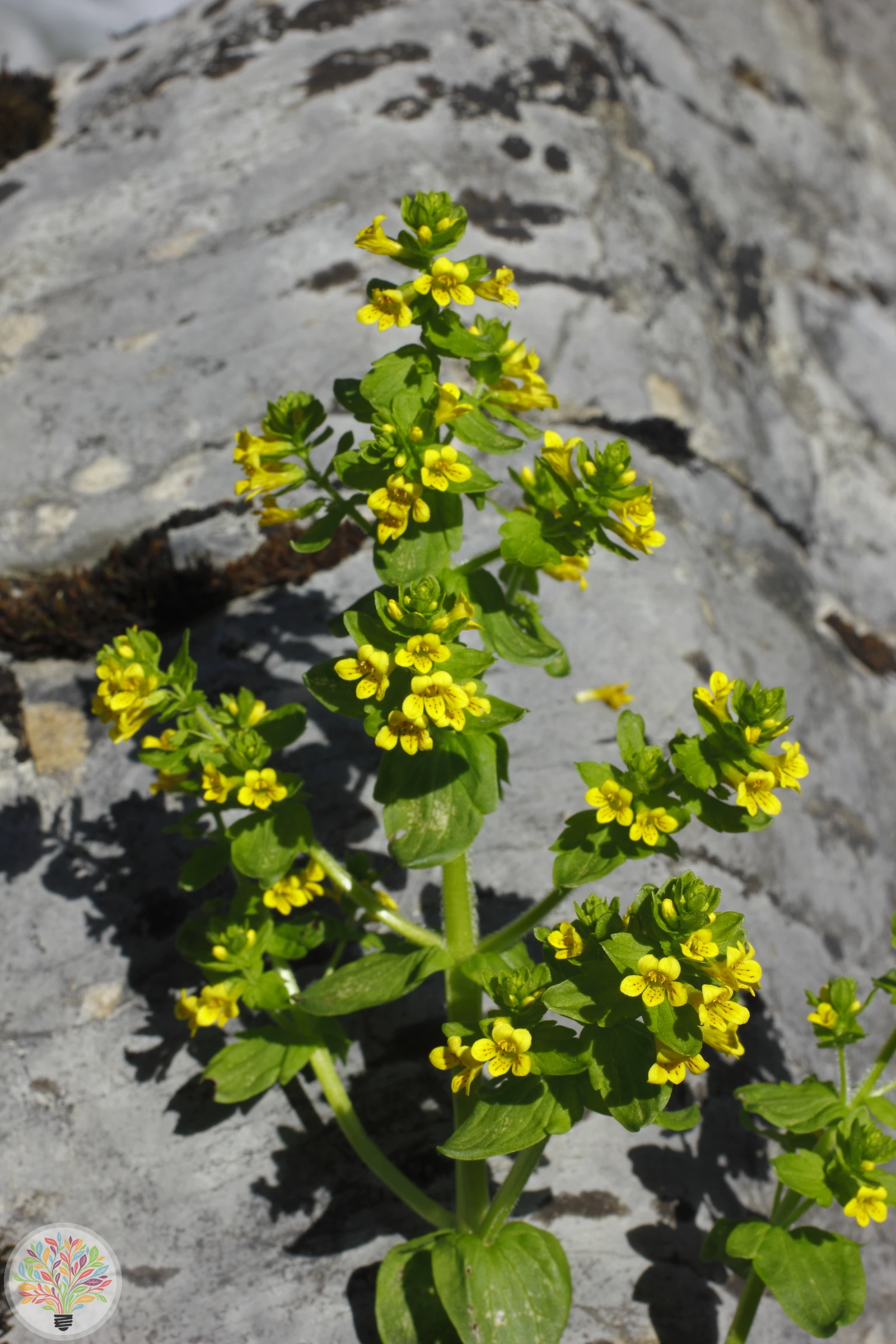 Alpenrachen