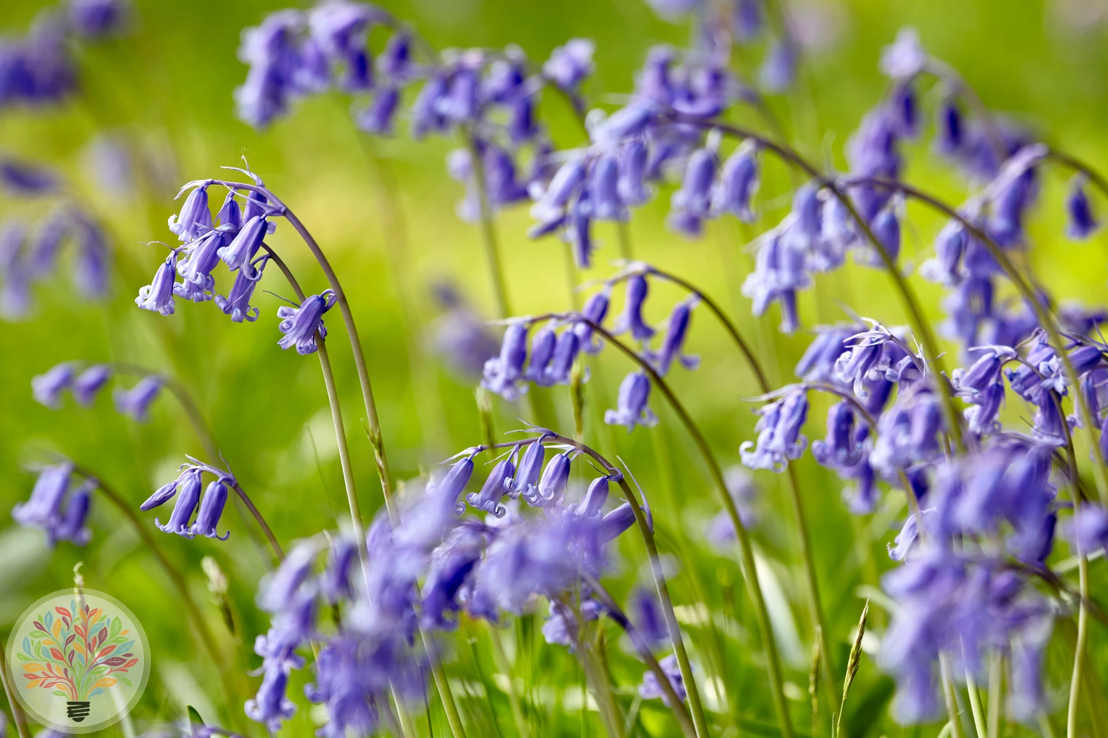 Englisches Hasenglöckchen – Bild 1 von 2