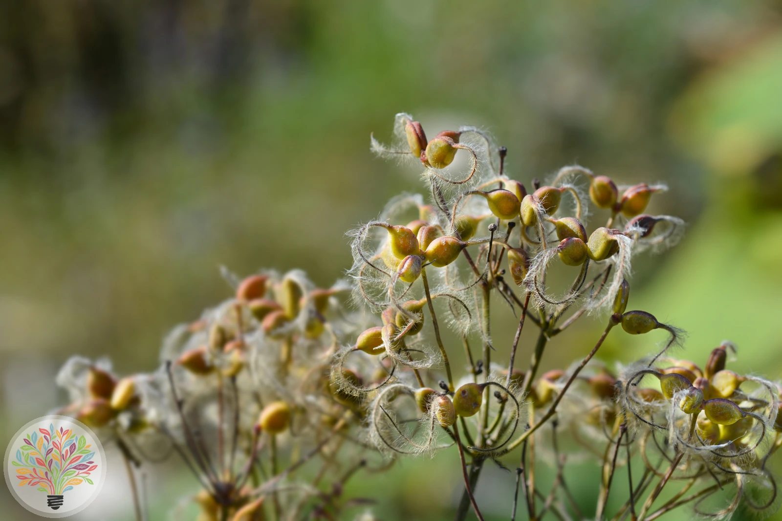 Clematis recta – Afbeelding 3 van 3
