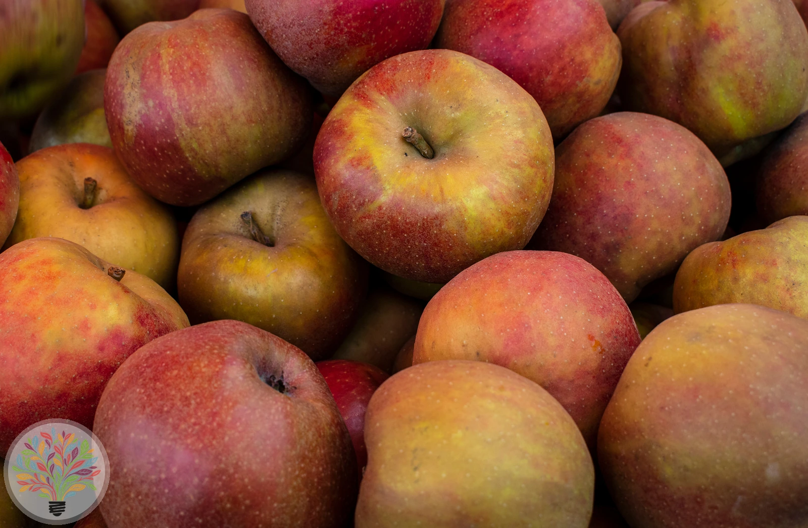 Malus domestica – Afbeelding 11 van 22