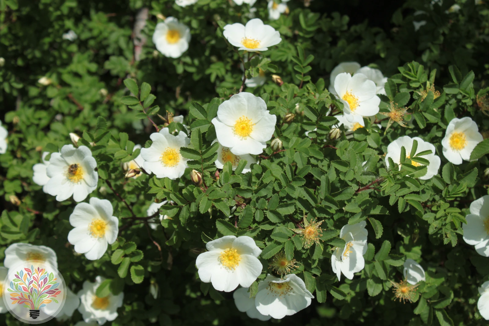 Hecken-Rose – Bild 2 von 2