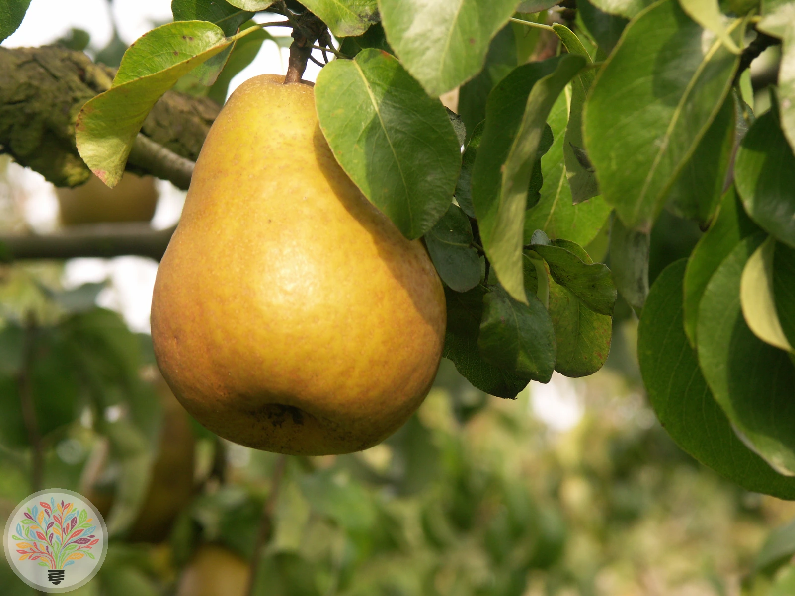 Pyrus communis – Afbeelding 12 van 18