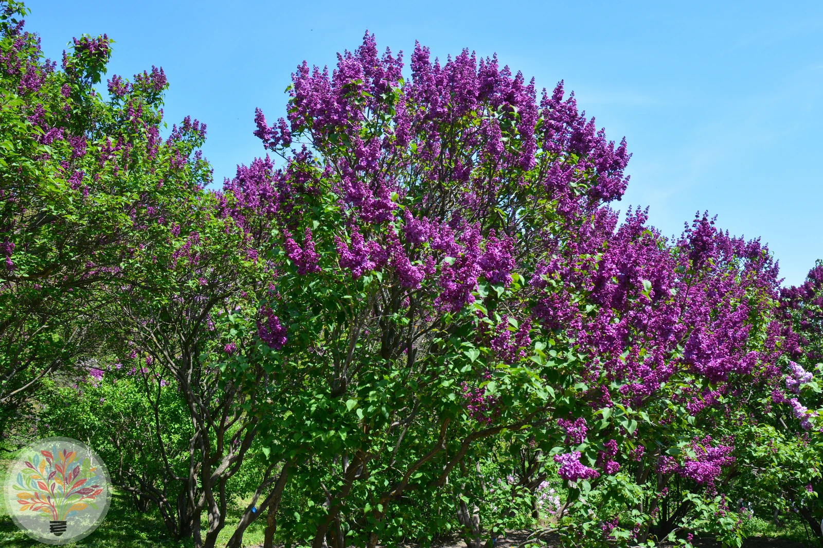 Syringa vulgaris – Afbeelding 3 van 3