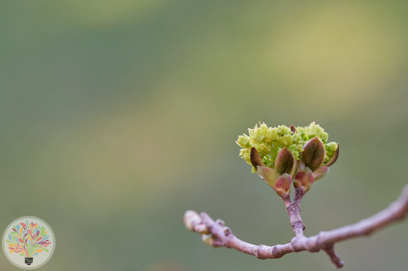 Tilia tomentosa – Afbeelding 4 van 5
