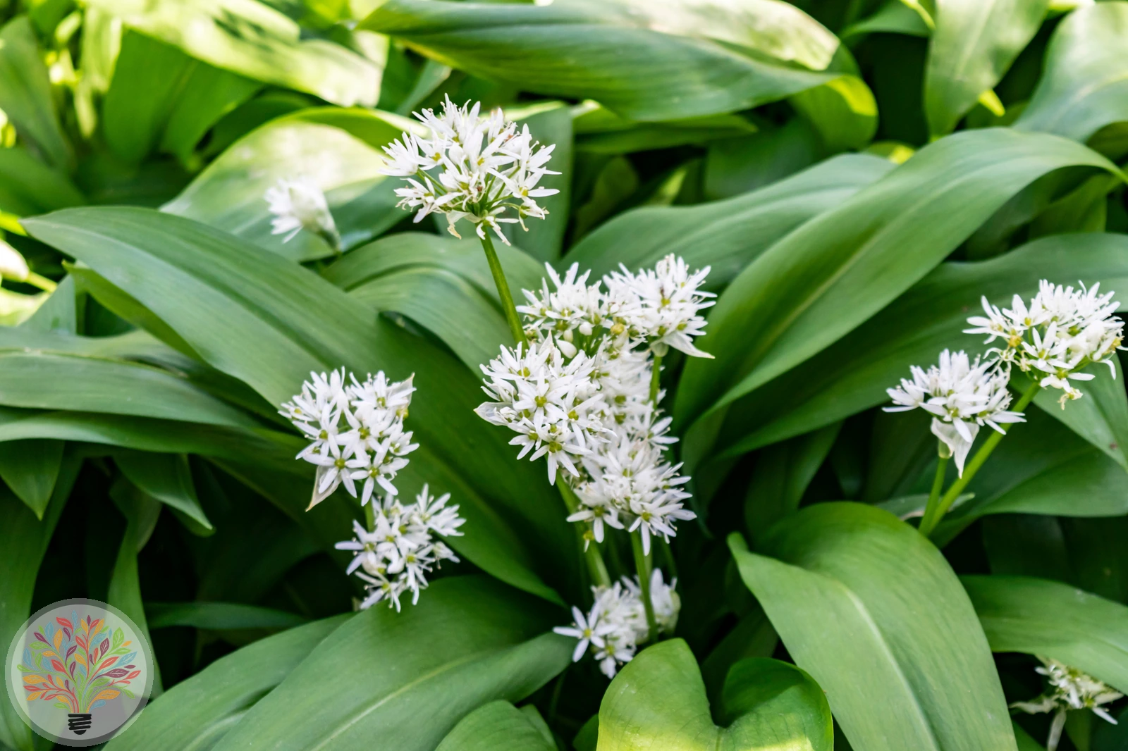 Bär-Lauch – Bild 3 von 3