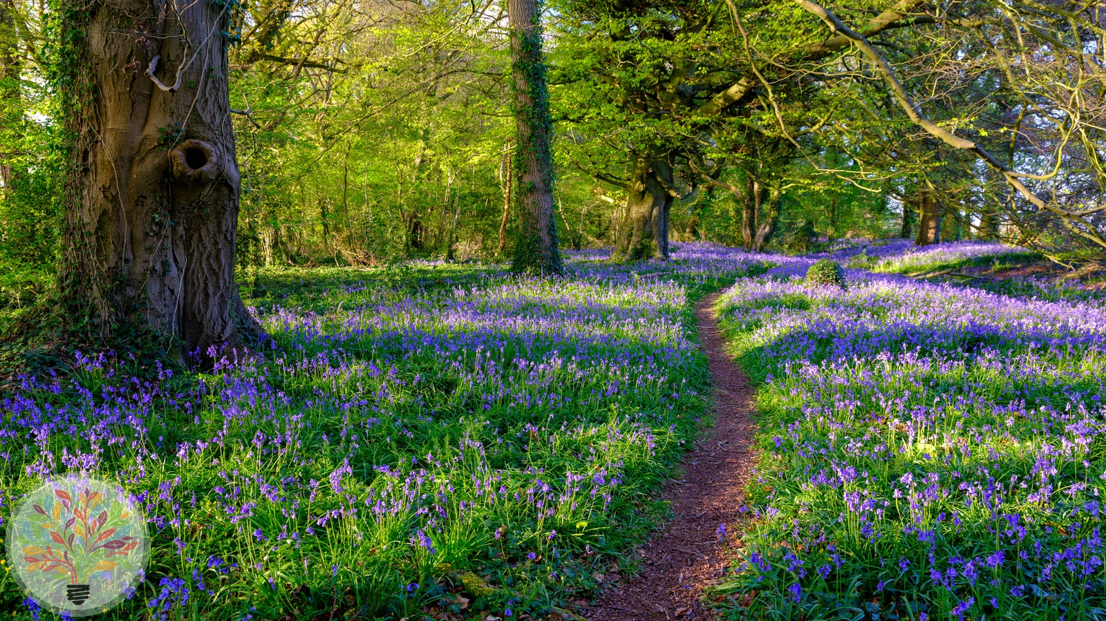 Englisches Hasenglöckchen – Bild 2 von 2