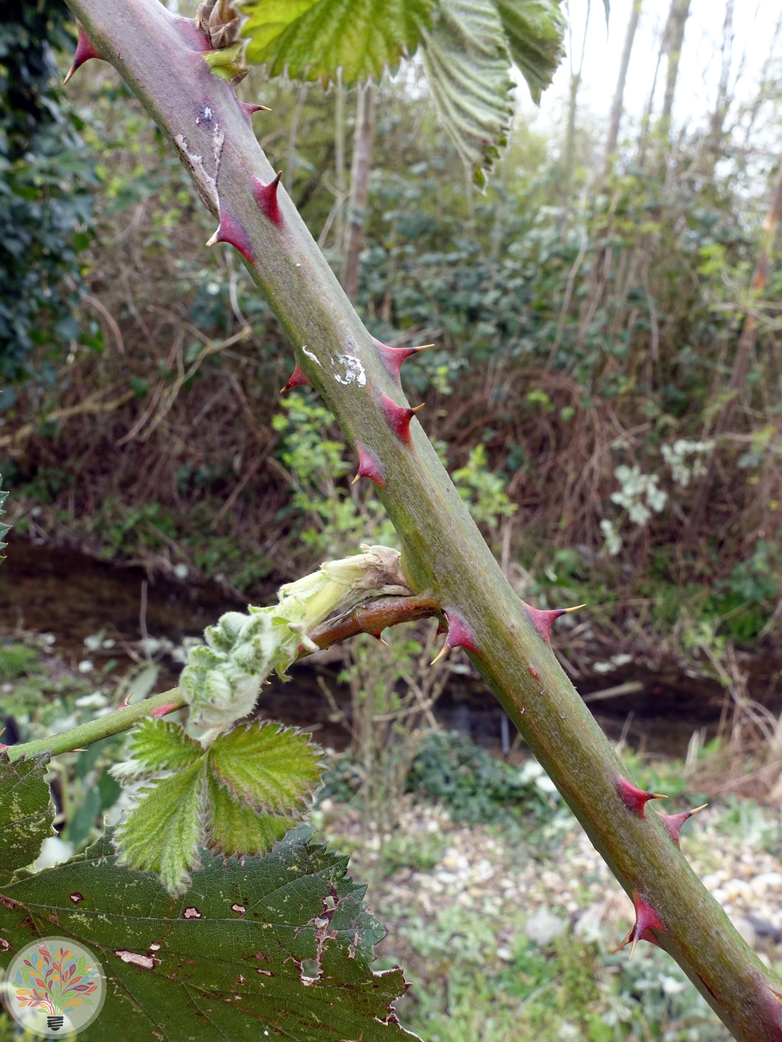 Armenische Brombeere – Bild 1