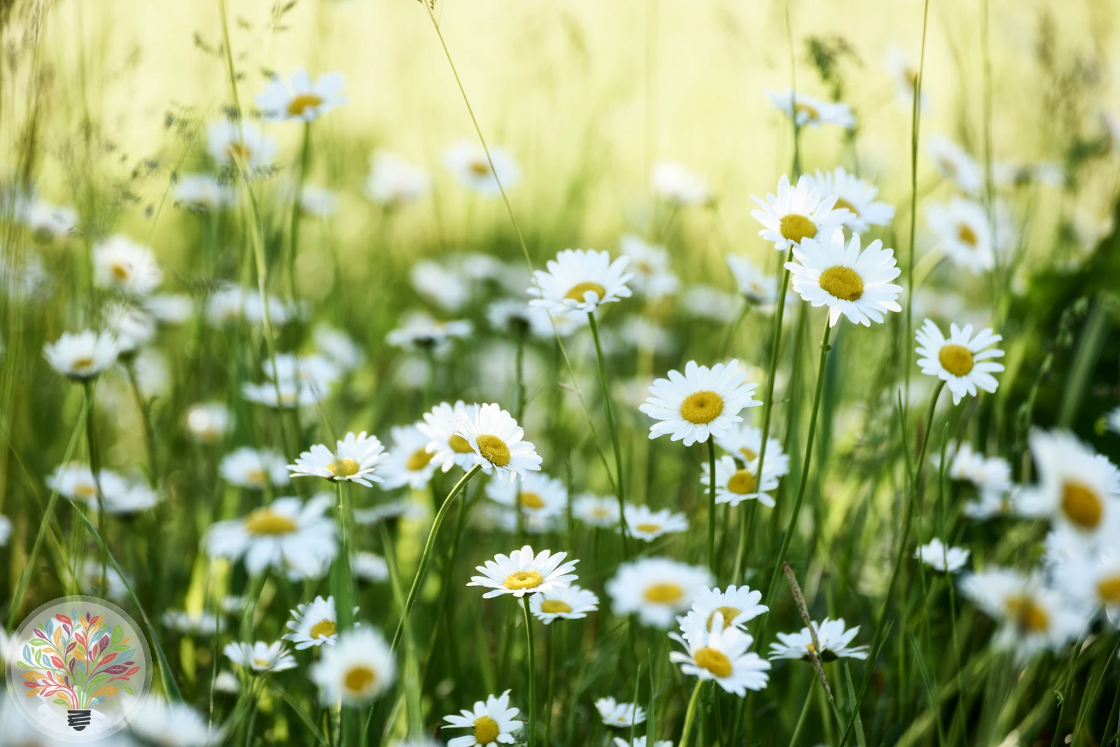 Ausdauerndes Gänseblümchen – Bild 2 von 2