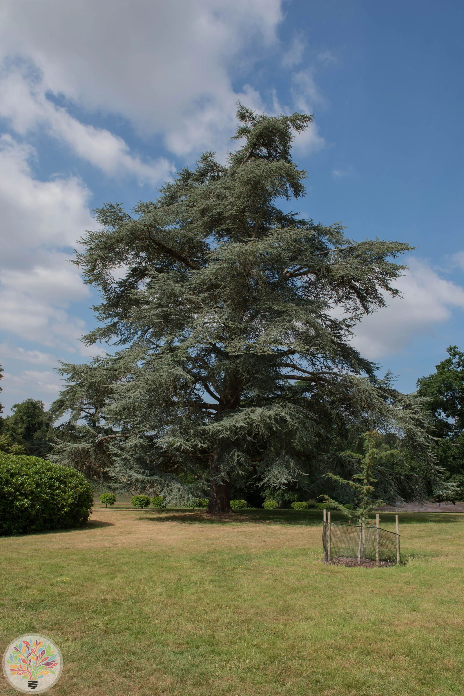 Cedrus atlantica – Afbeelding 1 van 4