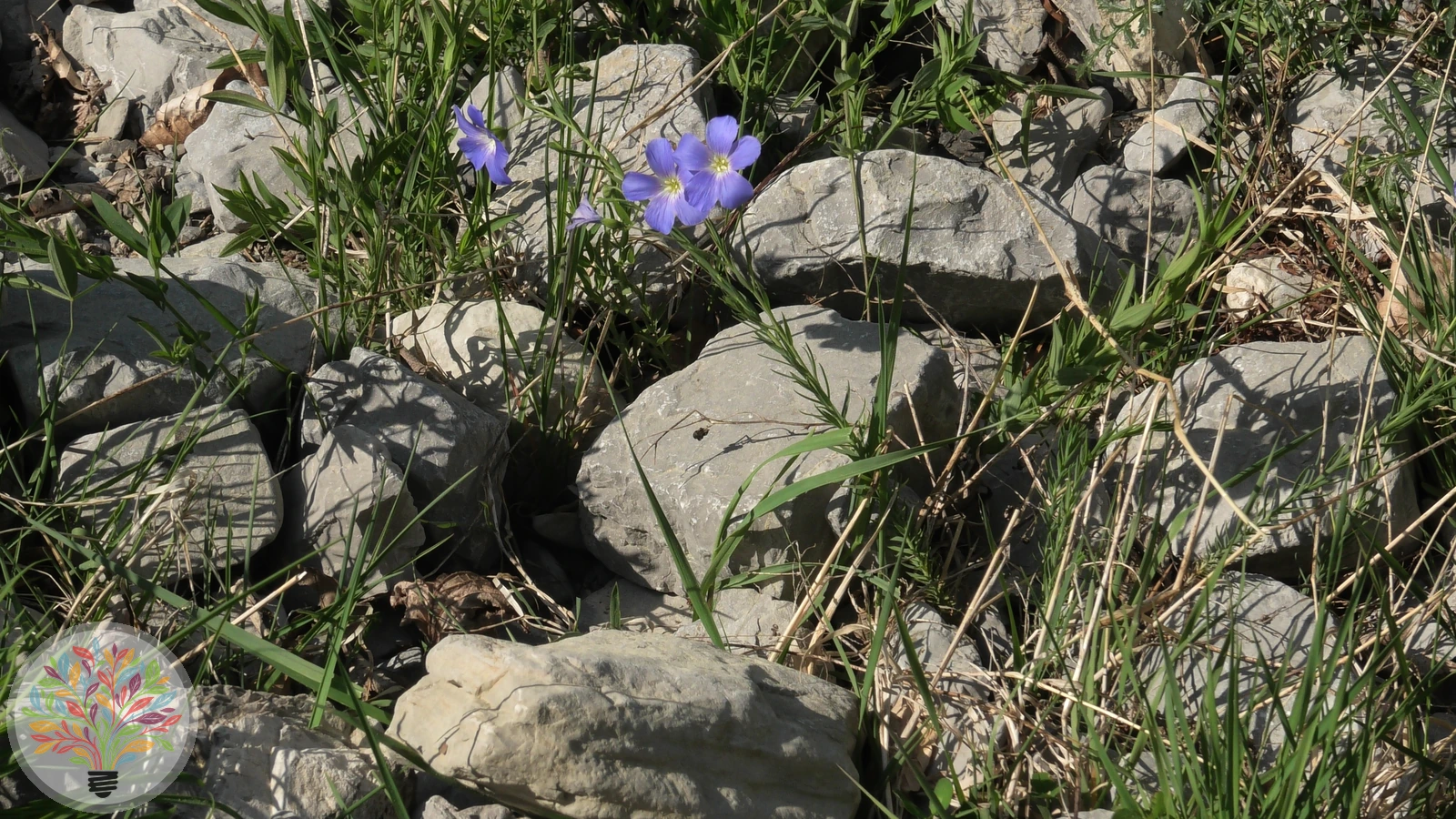 Alpen-Lein – Bild 2 von 2