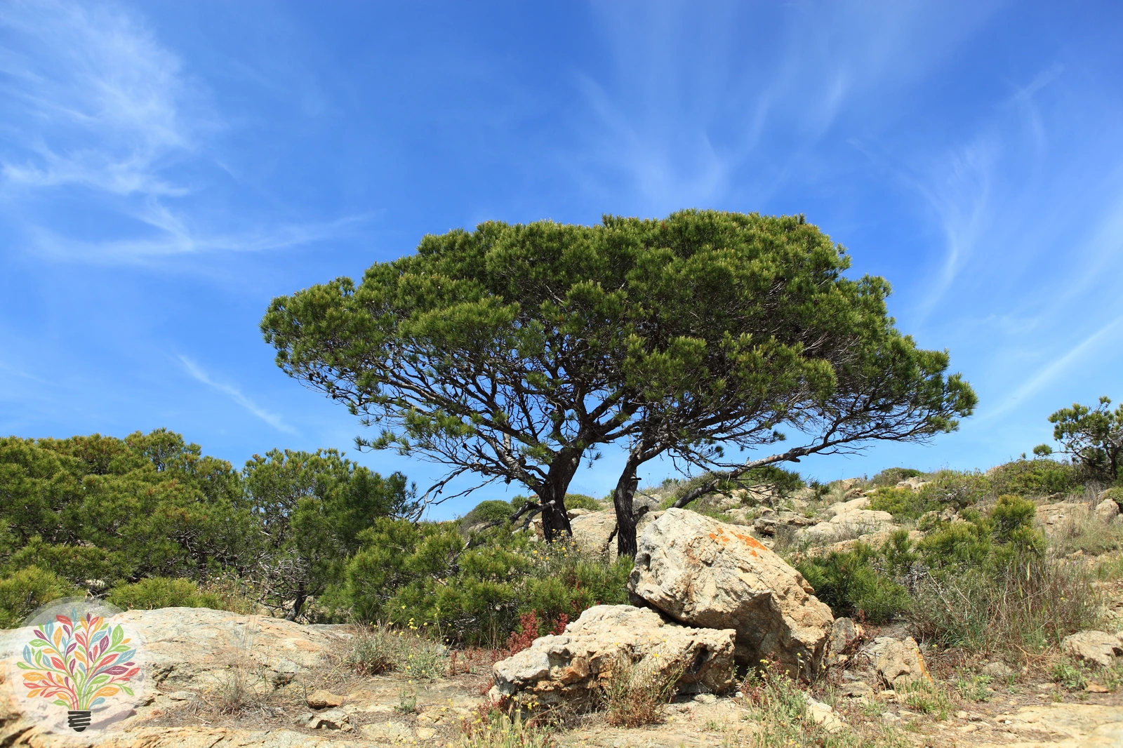 Pinus halepensis – Bild 1 von 4
