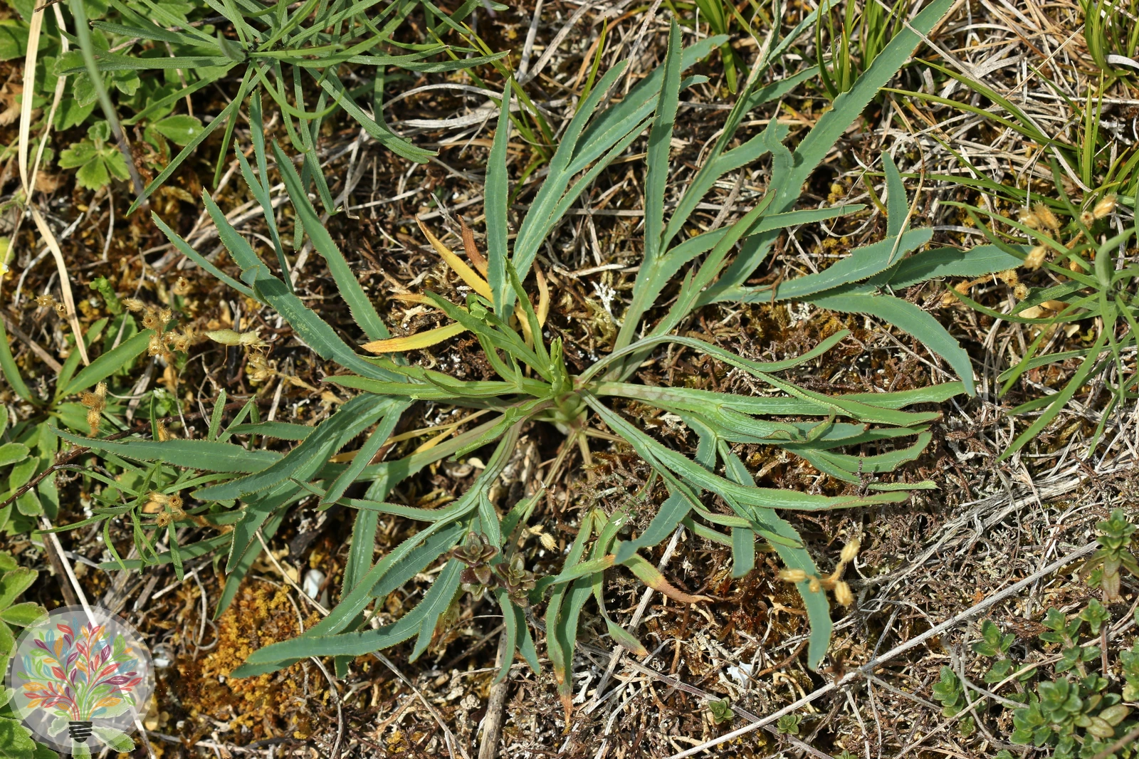 Gewöhnliche Sichelmöhre – Bild 4 von 4