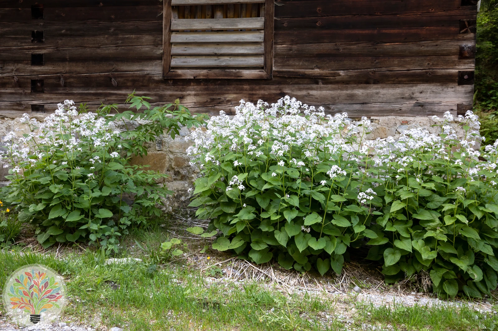 Ausdauerndes Silberblatt – Bild 4 von 4