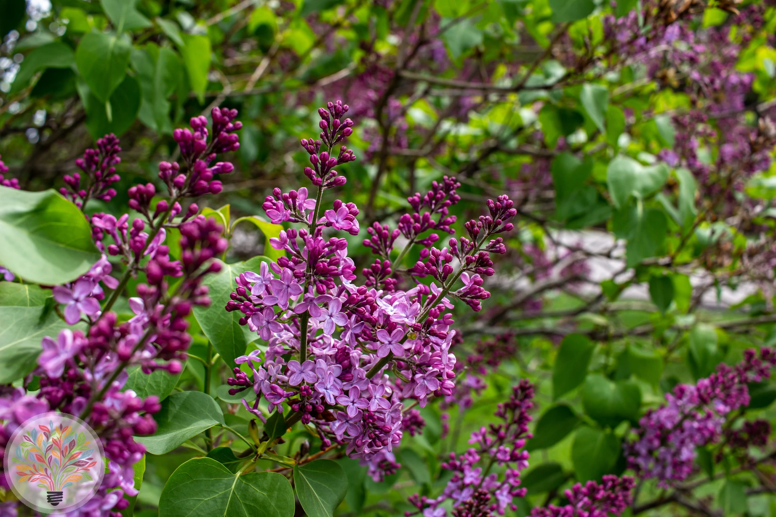 Syringa ×persica – Afbeelding 1 van 3