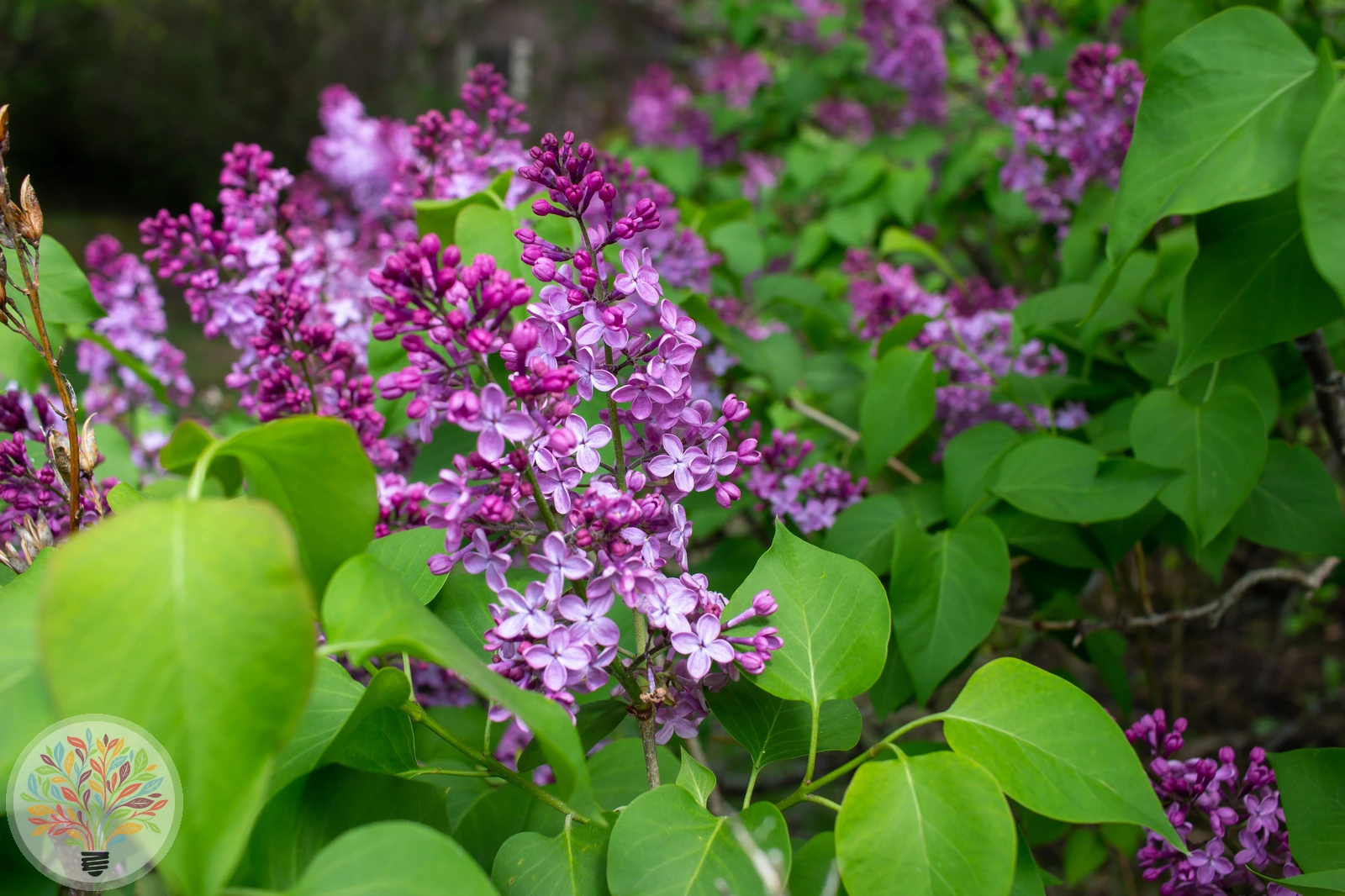 Syringa ×persica – Afbeelding 2 van 3