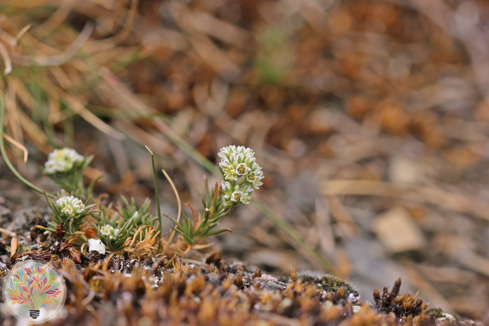 Scleranthus perennis – Afbeelding 2 van 2