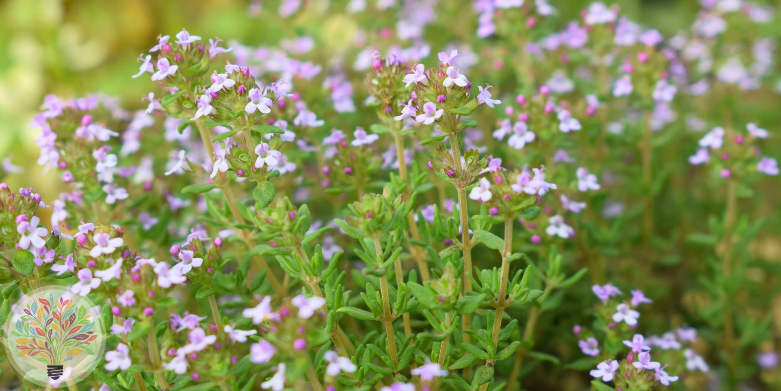 Echter Thymian – Bild 2 von 2