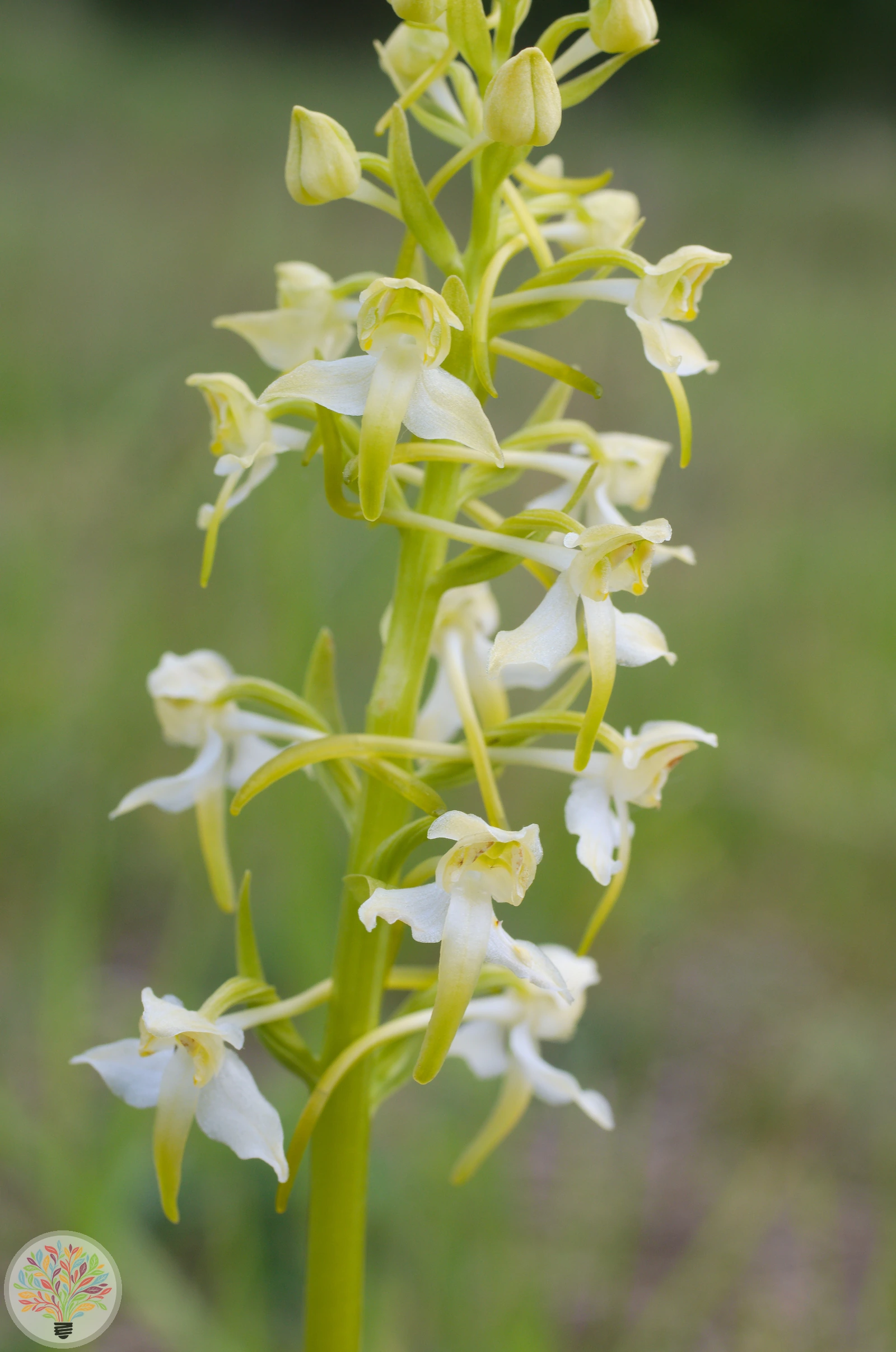 Grünliche Waldhyazinthe – Bild 3 von 3