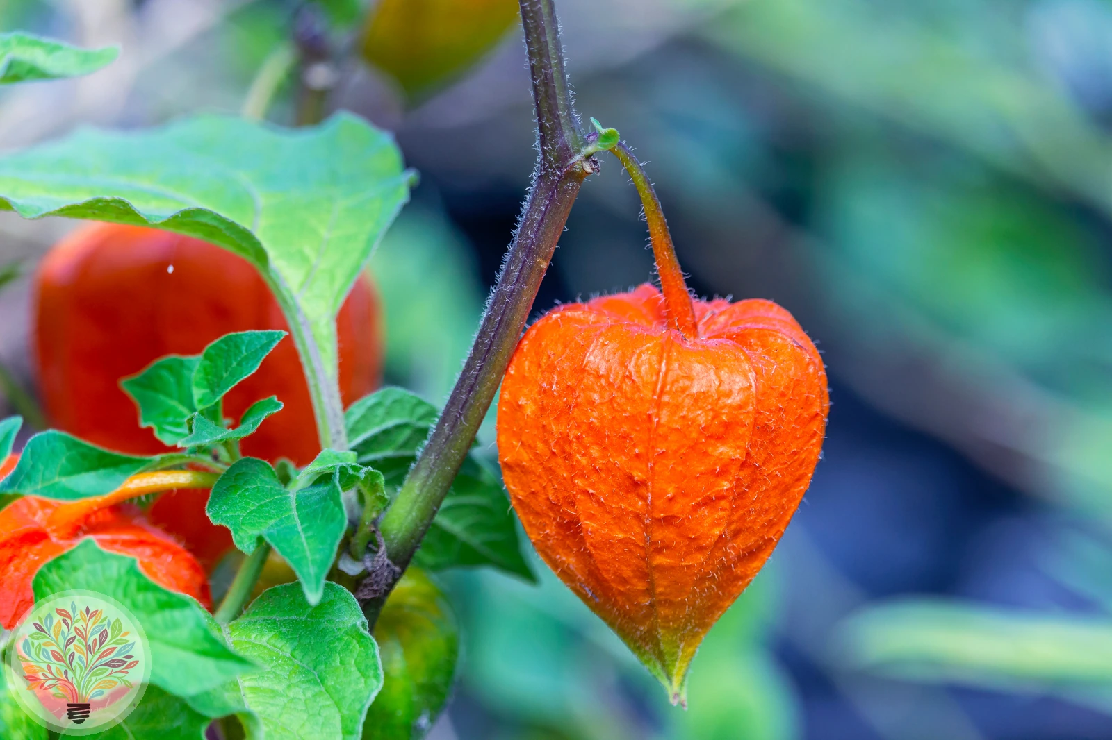 Alkekengi officinarum var. franchetii – Afbeelding 1 van 4