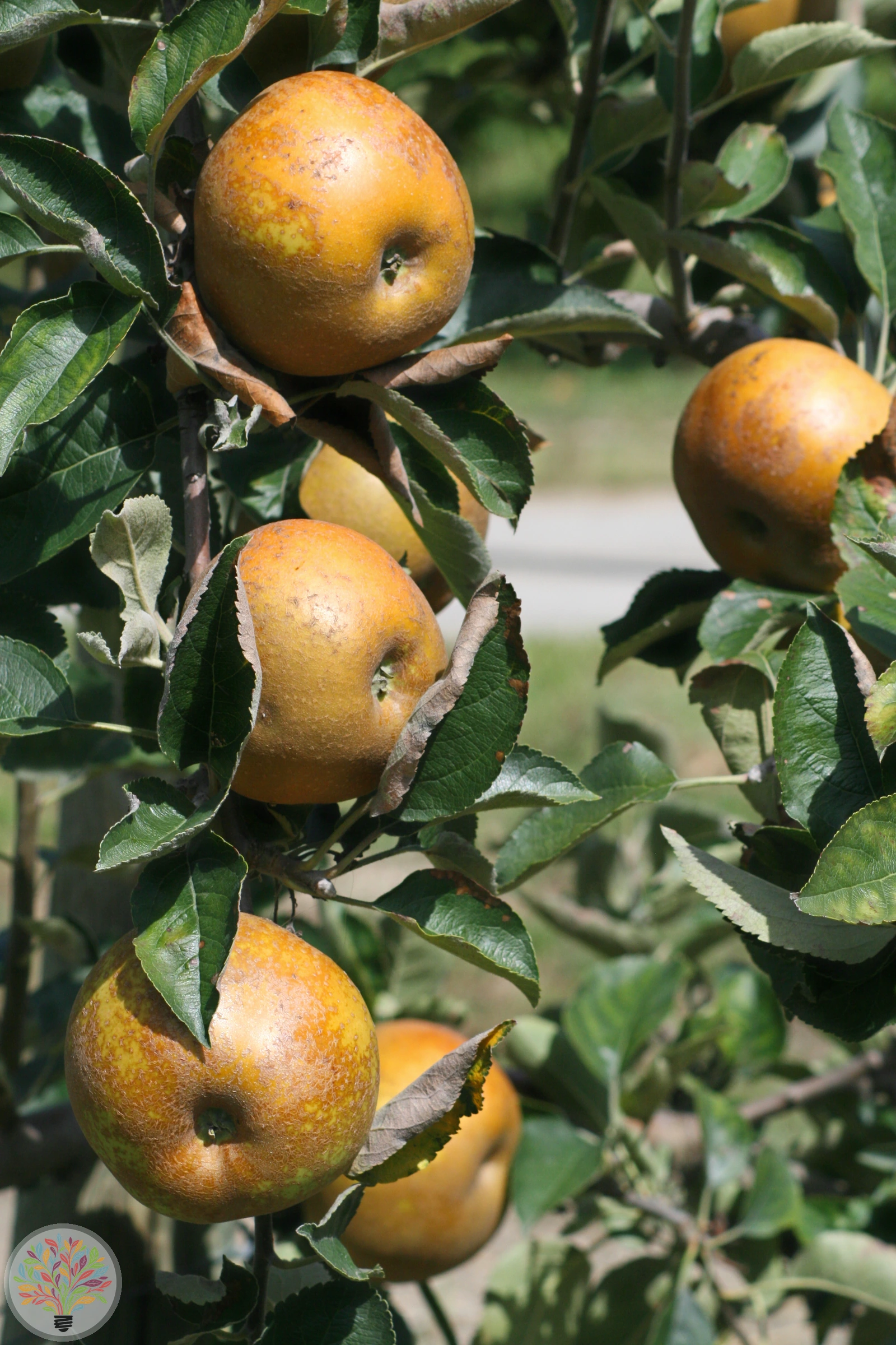 Malus domestica – Afbeelding 13 van 22