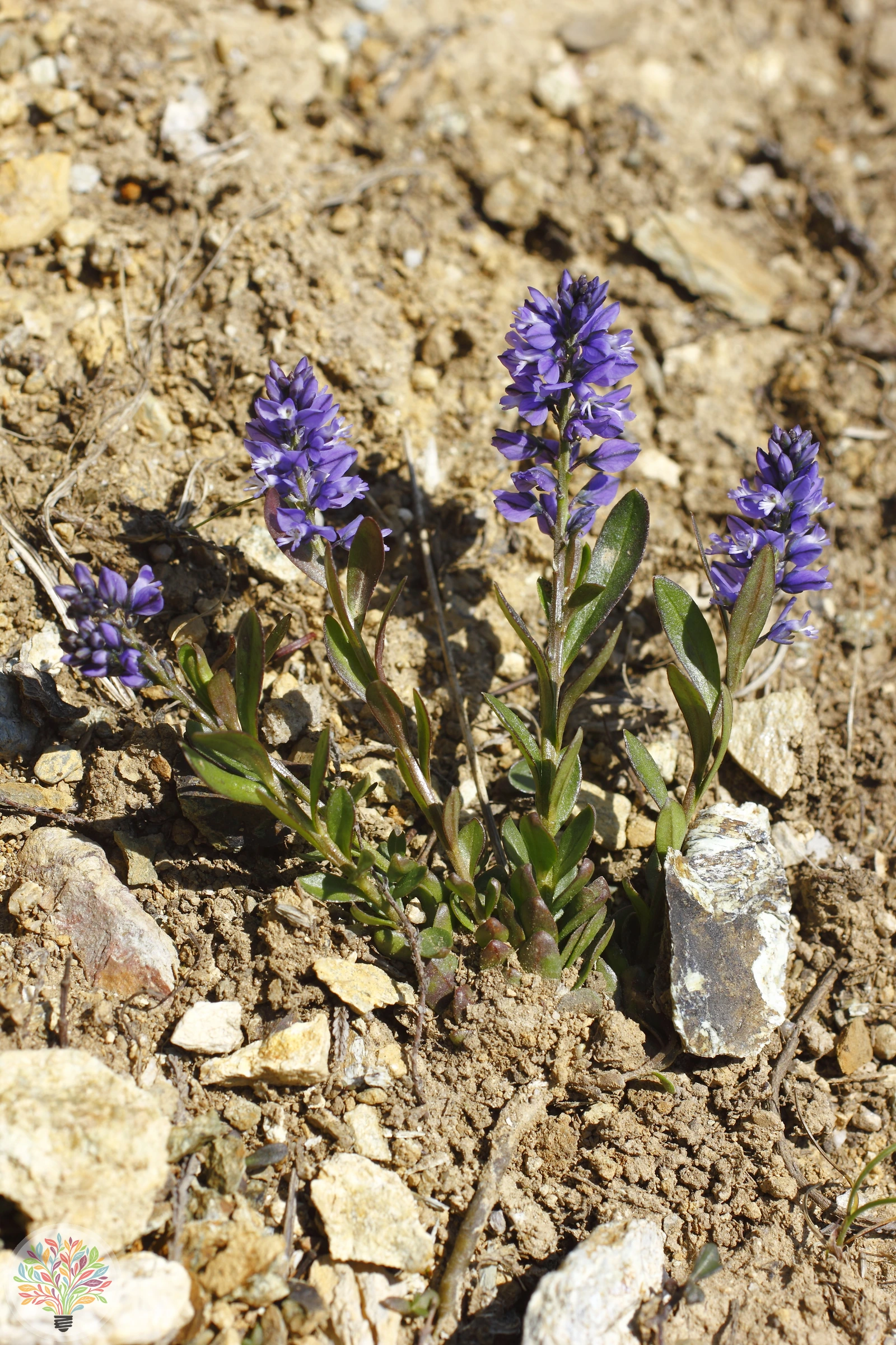 Alpen-Kreuzblümchen – Bild 2 von 2