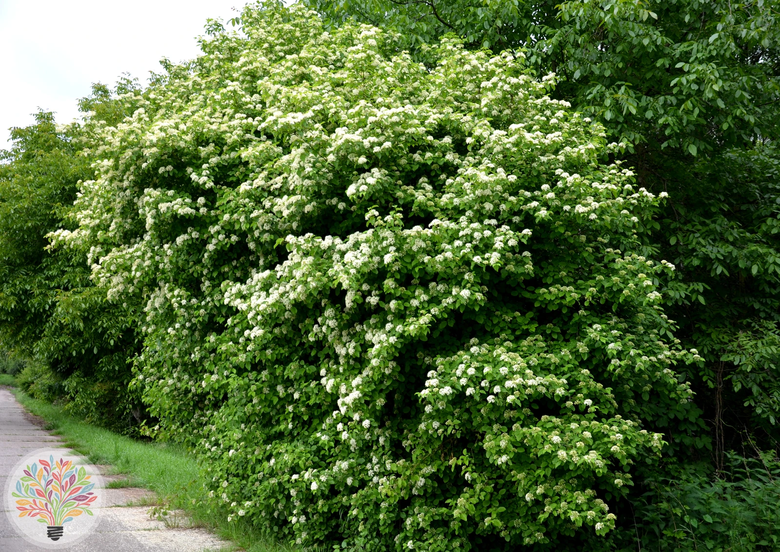 Cornus sanguinea – Bild 1 von 6