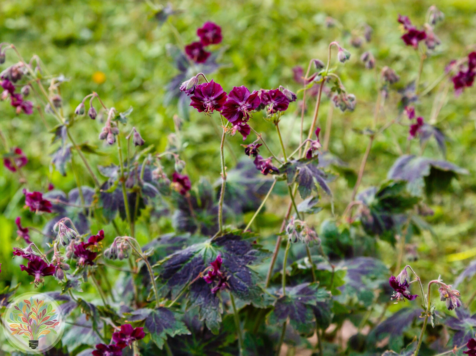 Brauner Storchschnabel – Bild 1 von 2