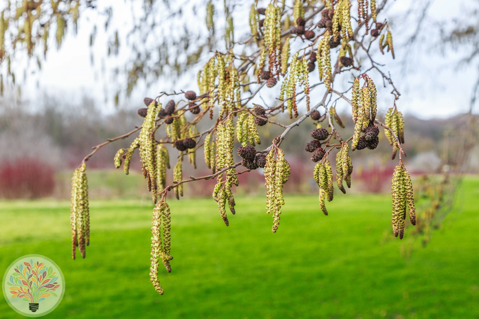 Alnus incana – Afbeelding 3 van 8