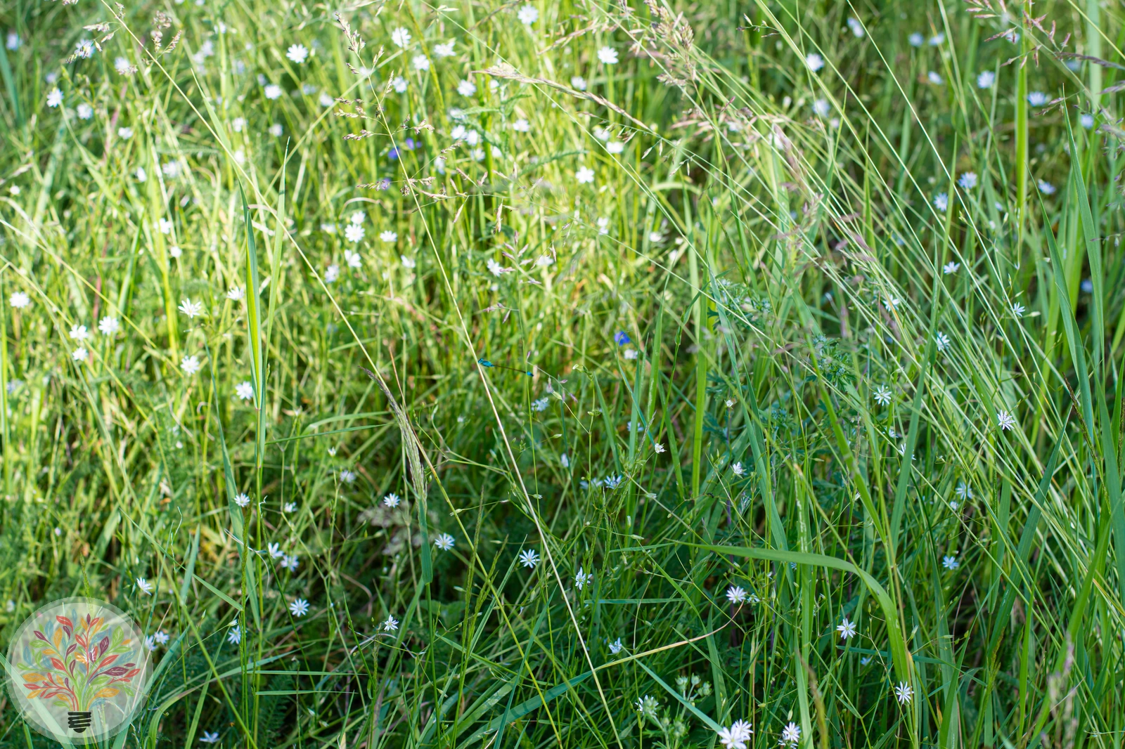 Gras-Sternmiere – Bild 4 von 4