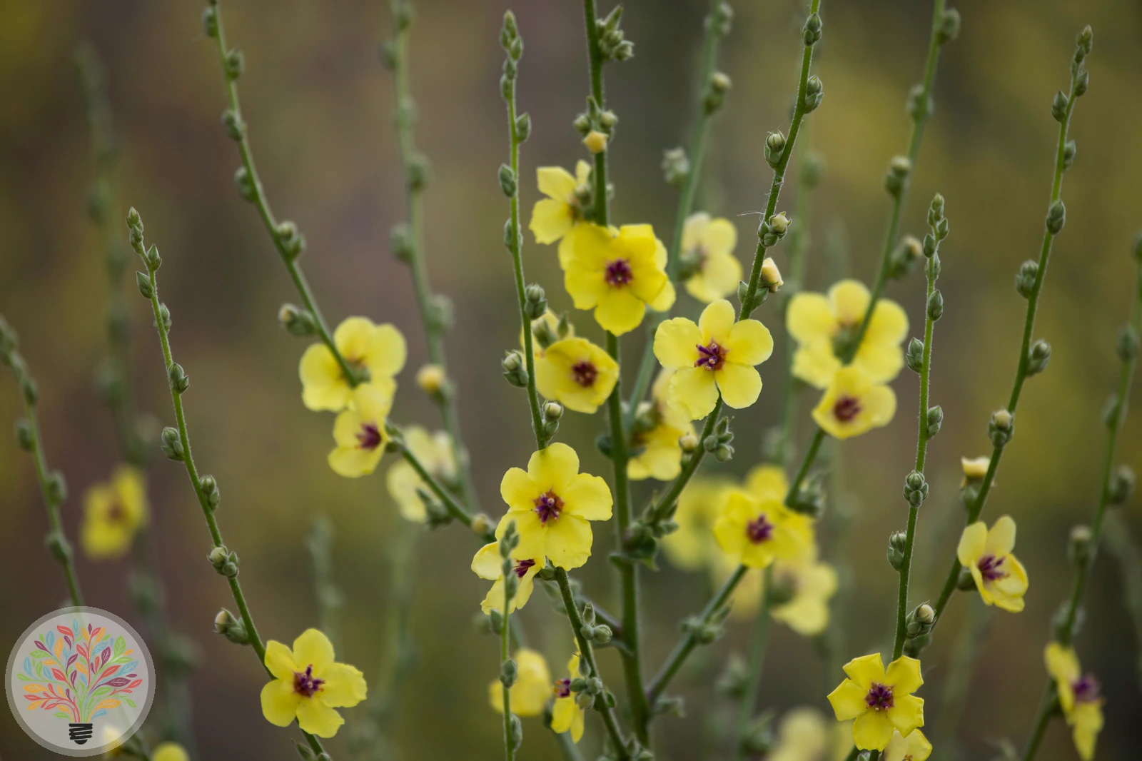 Motten-Königskerze – Bild 1 von 2