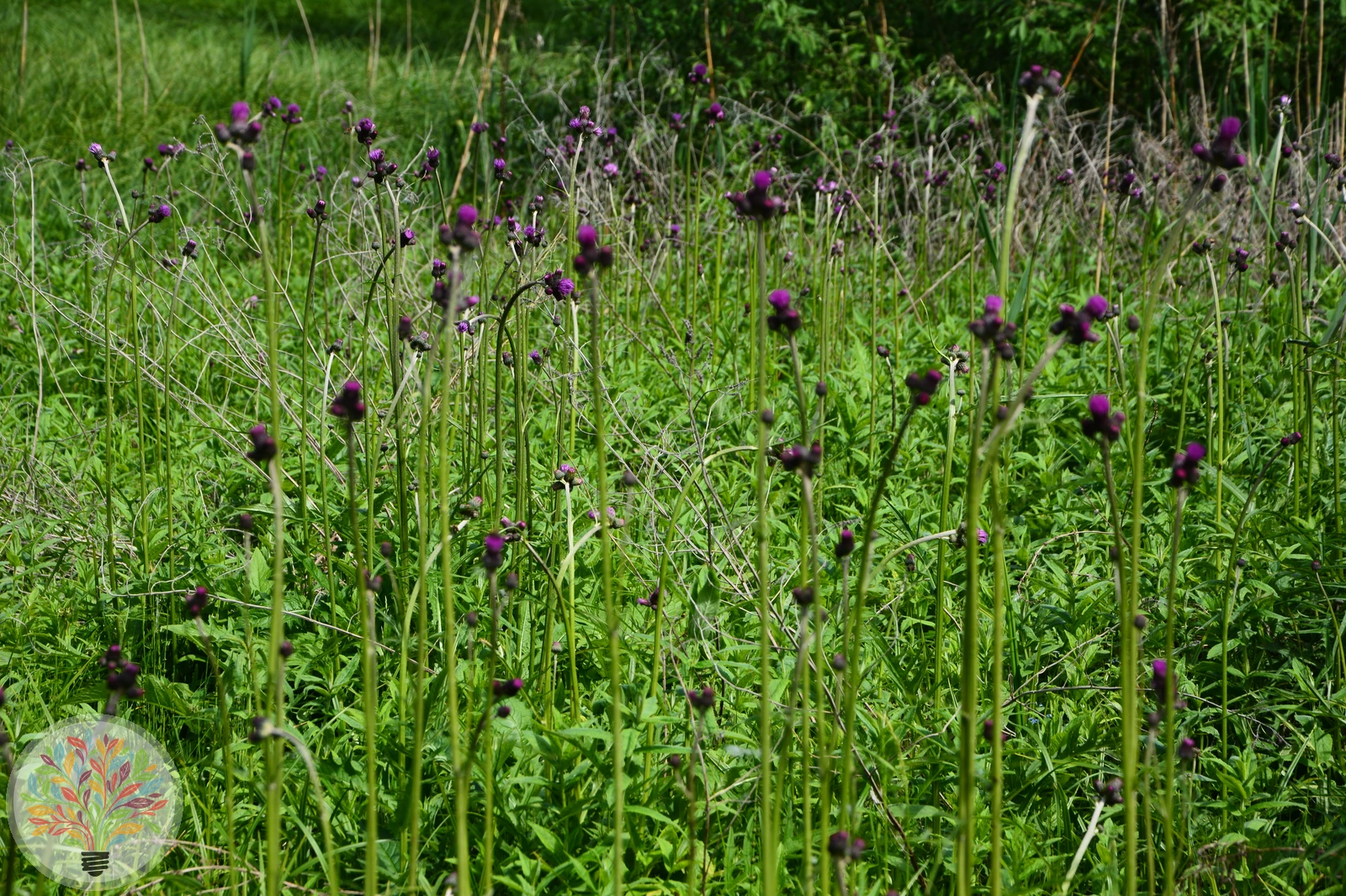 Bach-Kratzdistel – Bild 2 von 2