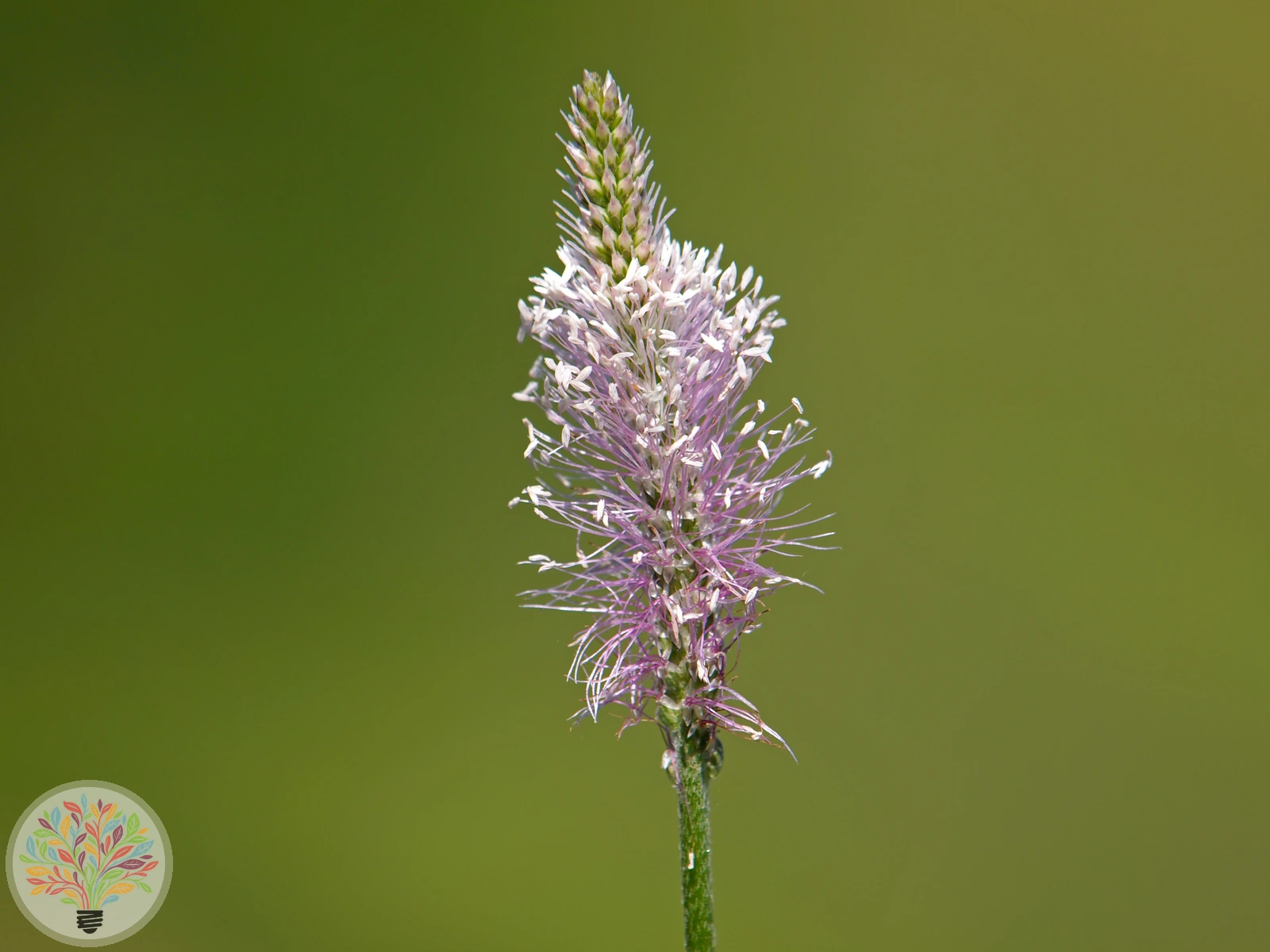 Mittel-Wegerich – Bild 1 von 2